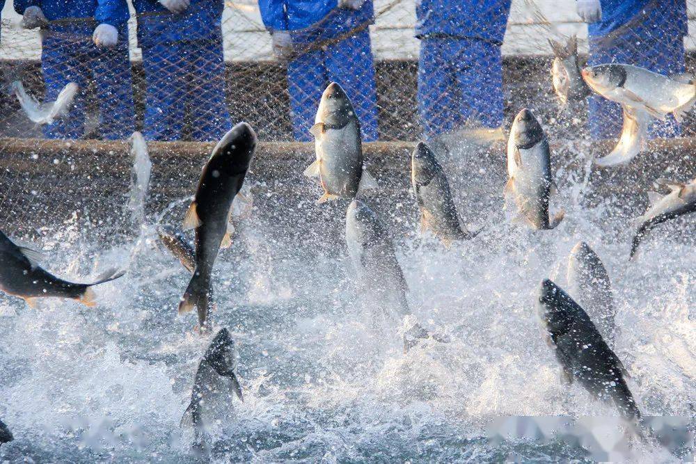 1688372336520344.jpeg 水產(chǎn)養(yǎng)殖 (1).jpeg