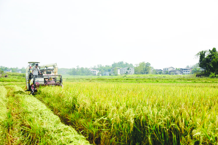 1688718343545894.jpeg 農業(yè).jpeg