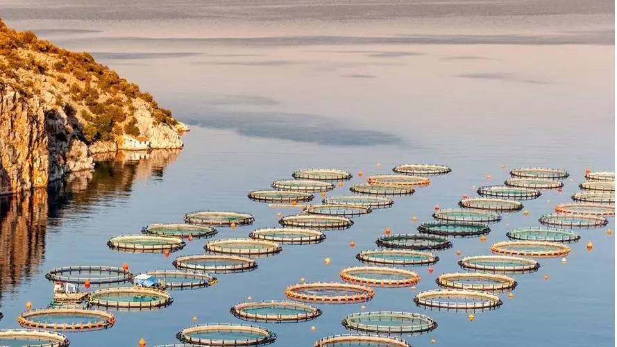 1690167452482212.jpeg 水產(chǎn)養(yǎng)殖 (1).jpeg