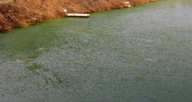 1698376416157044.png 水體富營養(yǎng)化.png