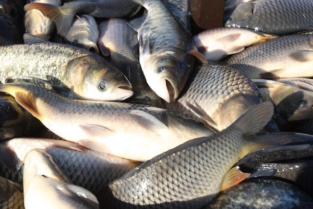 1704854842845597.jpg 淡水魚.jpg
