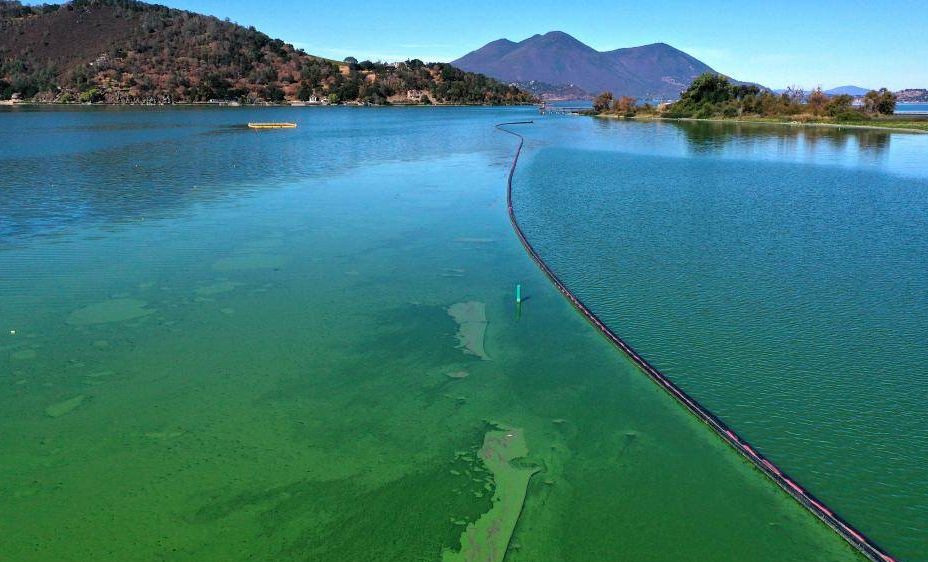 1706583857894454.png 藍(lán)綠藻.png