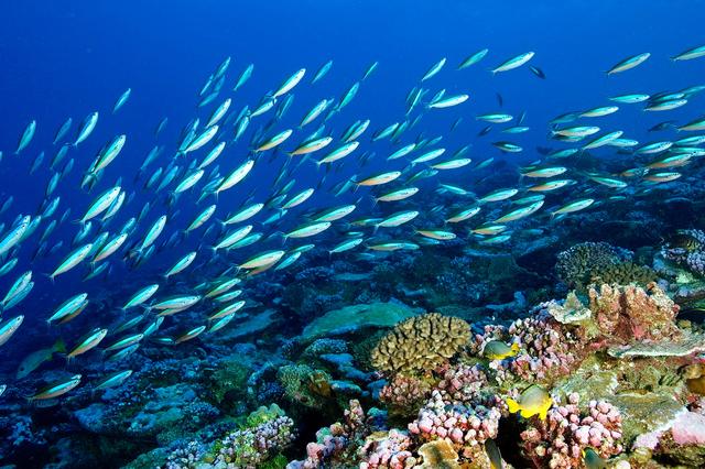 1708397277114145.jpg 海洋生態(tài)系統(tǒng).jpg