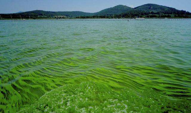 1712112425986264.jpg 水體富營(yíng)養(yǎng)化.jpg