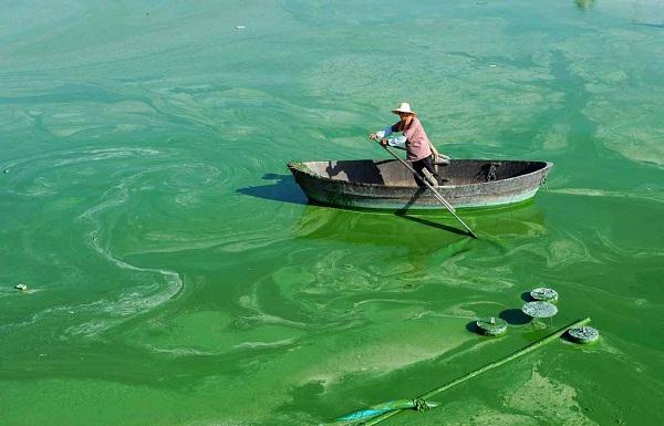 1713408554909919.jpg “水華”現(xiàn)象.jpg