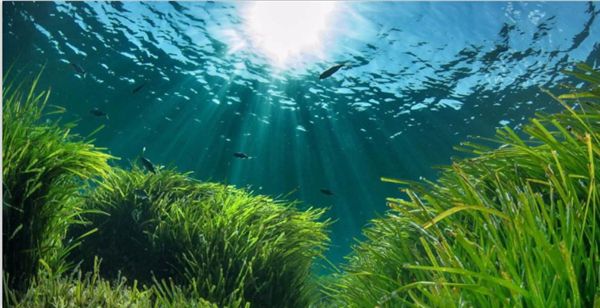 1716790940256745.jpeg 陽(yáng)光.jpeg