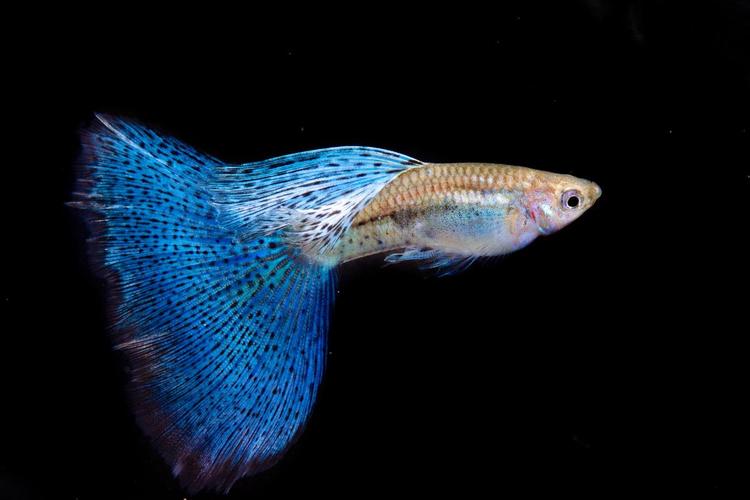 1761875748749943.jpg 觀賞魚(yú).jpg