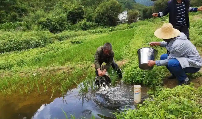 1762138169343893.jpg 稻田養(yǎng)魚.jpg