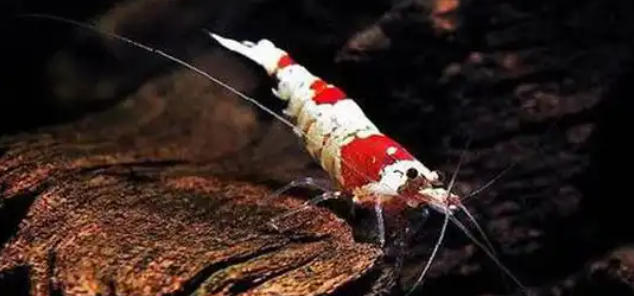 1762392448963822.jpg 海水觀賞蝦.jpg